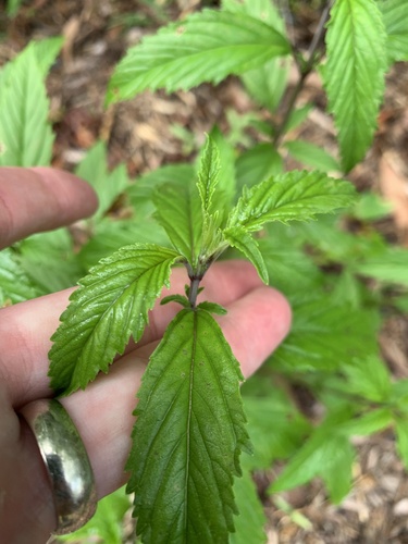 Condea verticillata, photograph 2