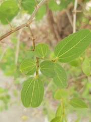 Ziziphus mauritiana