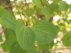 Ziziphus mauritiana