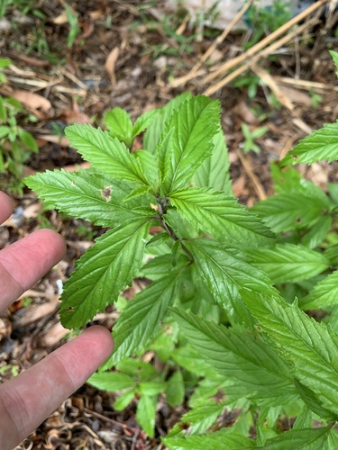 Condea verticillata, photograph 3