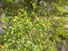 Ziziphus mauritiana