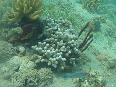 Porites porites