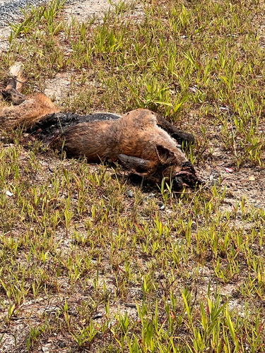 Red Fox photographed in Rhode Island