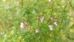 Mosla dianthera