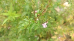 Mosla dianthera