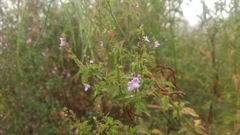Mosla dianthera