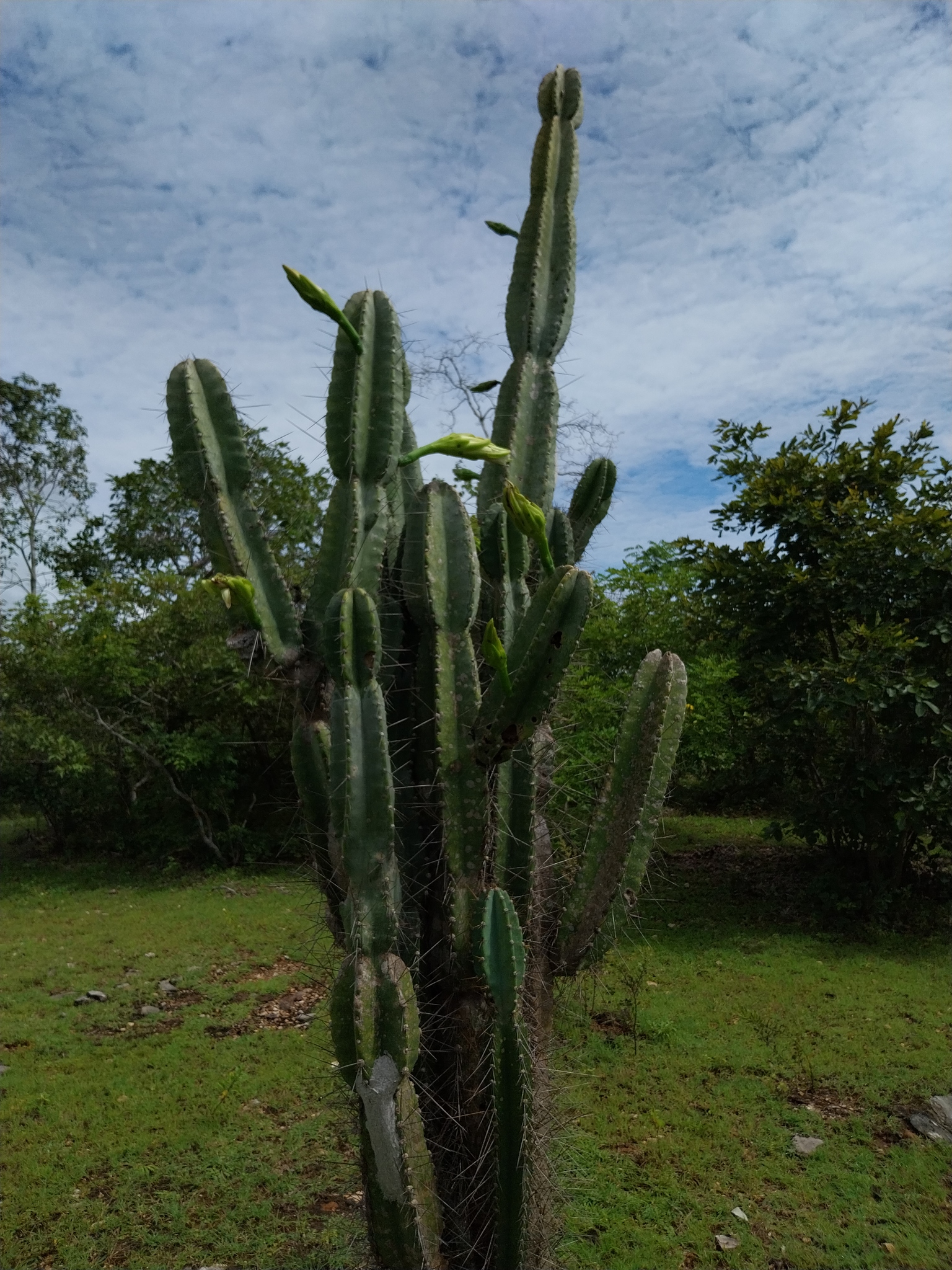 Cereus jamacaru