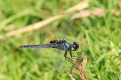 Urothemis edwardsii