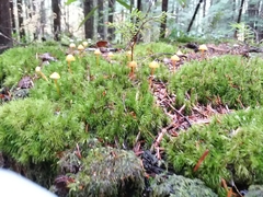 Mycena strobilinoidea