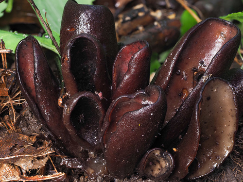 Wynnea americana
