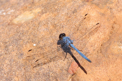 Trithemis donaldsoni