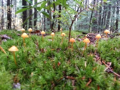 Mycena strobilinoidea