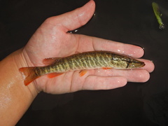 Redfin Pickerel photo 2