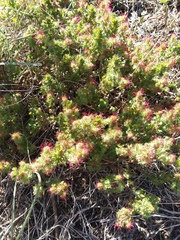 Acalypha radians