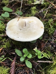 Lactarius pallescens