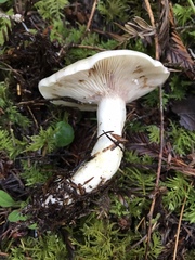 Lactarius pallescens