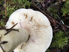 Lactarius pallescens