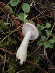 Lactarius pallescens