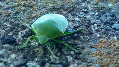 Glaucias