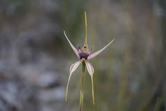 Caladenia pectinata