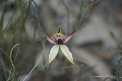 Caladenia macrostylis