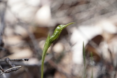 Pterostylis barbata