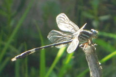 Phyllogomphoides pacificus