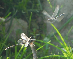 Phyllogomphoides pacificus