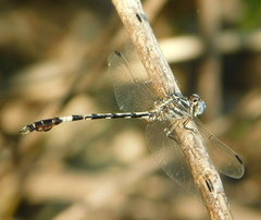 Phyllogomphoides pacificus