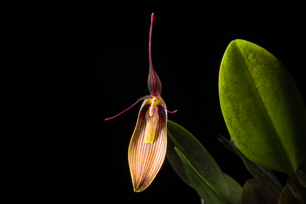Restrepia antennifera (Restrepia antennifera)