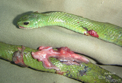 Amplorhinus multimaculatus