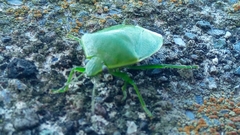 Glaucias