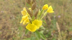 Oenothera biennis