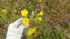 Oenothera biennis