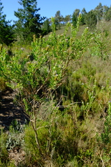 Psoralea spicata