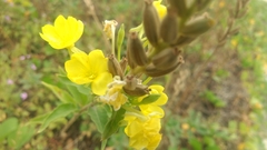Oenothera biennis