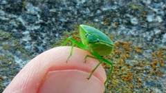 Glaucias