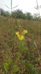 Oenothera biennis