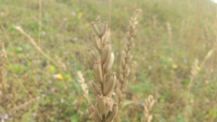 Oenothera biennis