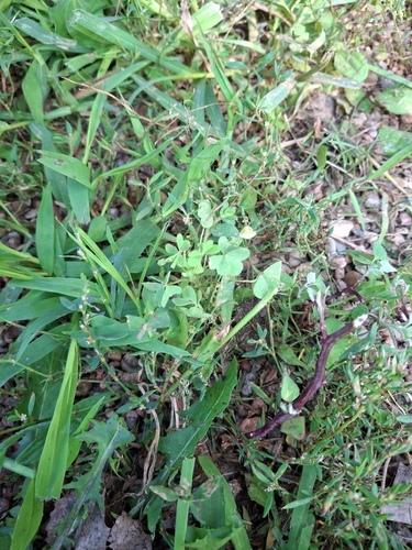 slender yellow woodsorrel