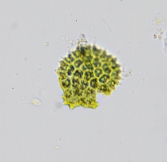 Pseudopediastrum boryanum