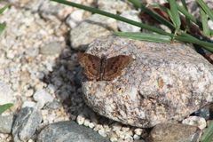Antigonus funebris