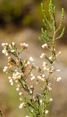 Erica cyathiformis