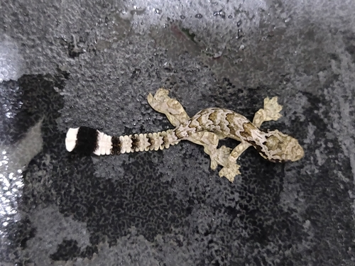 Gliding gecko, Gekko kuhli