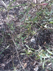 Dyschoriste linearis