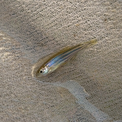 Danio rerio