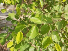 Ziziphus mauritiana