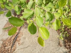 Ziziphus mauritiana