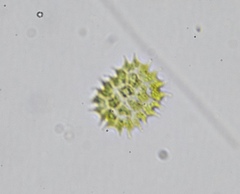 Pseudopediastrum boryanum