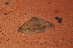 Ericeia inangulata